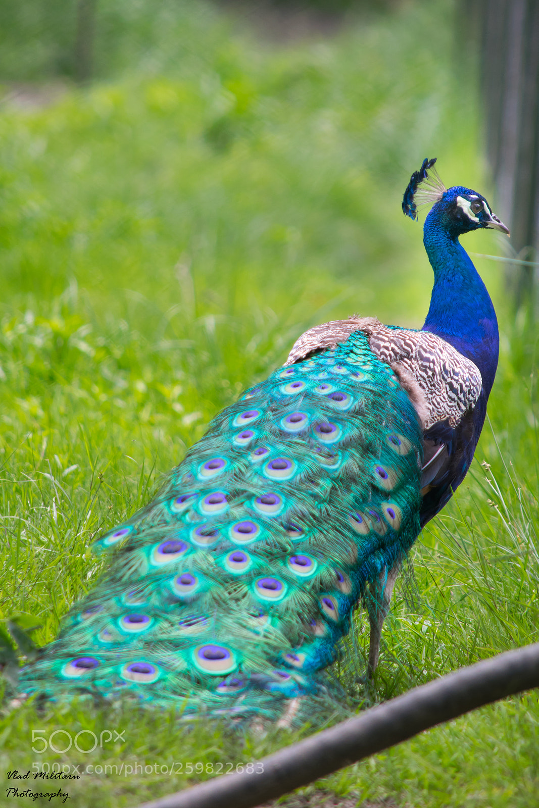 Nikon D5300 sample photo. Peacock photography