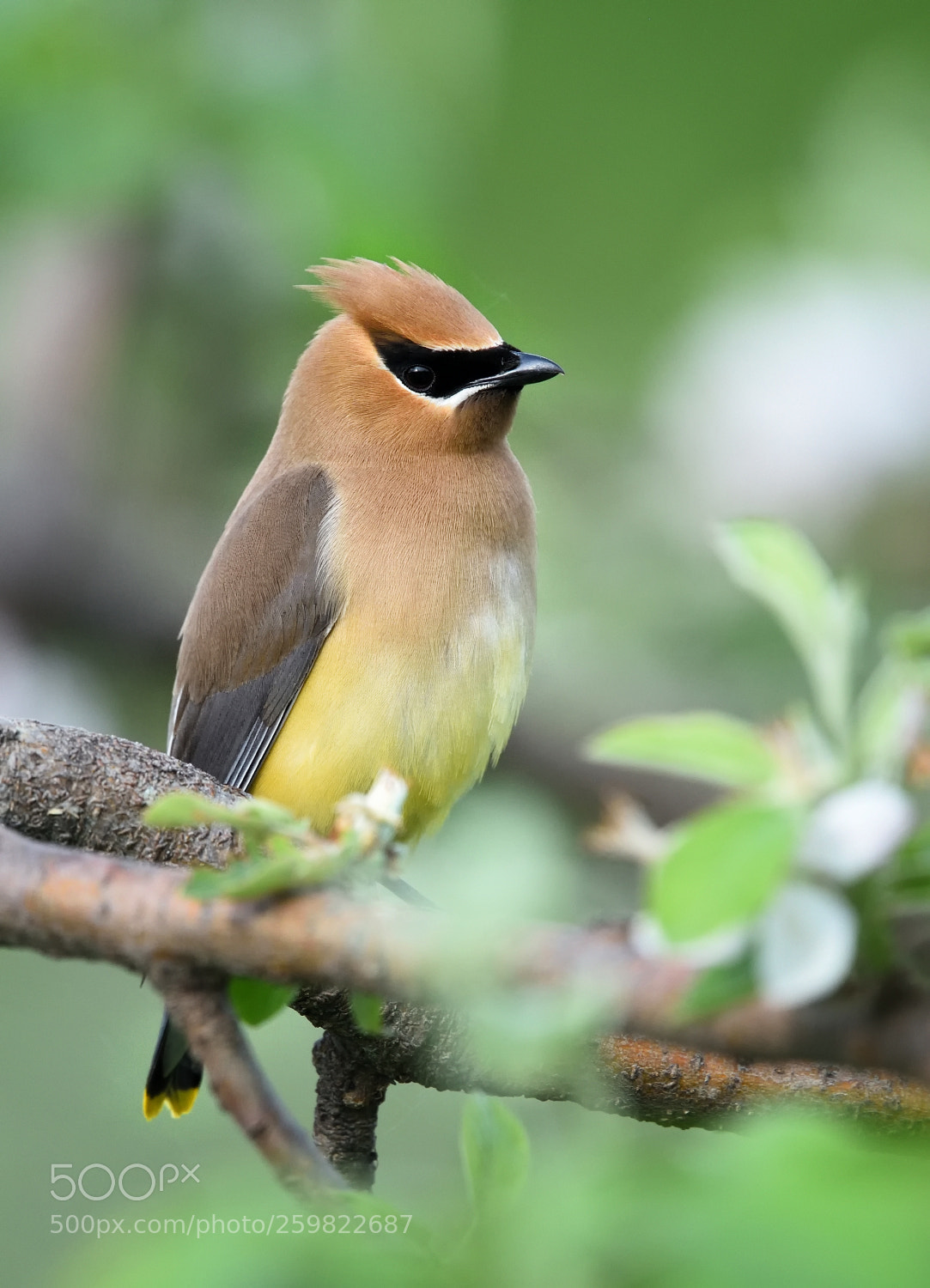 Nikon D750 sample photo. American waxwing photography
