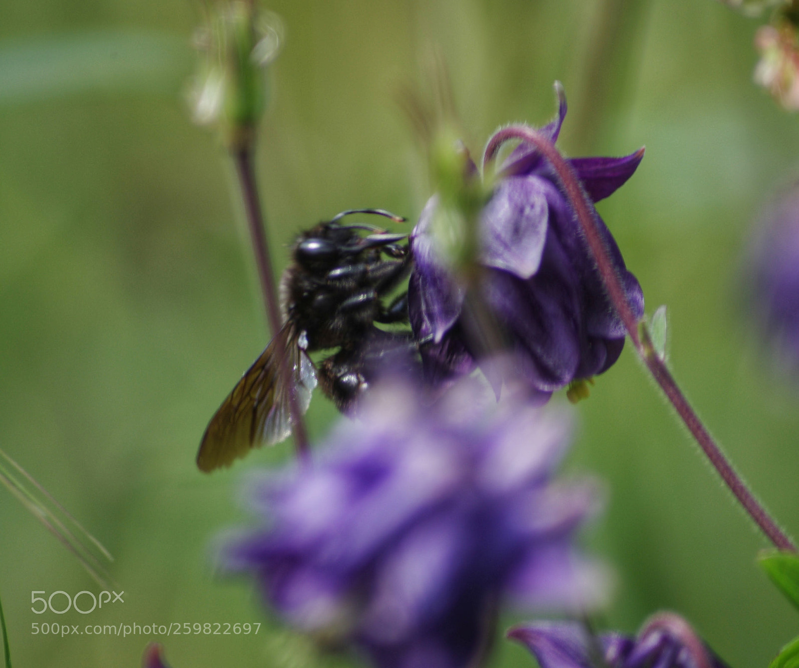 Pentax K-5 sample photo. Bzz photography