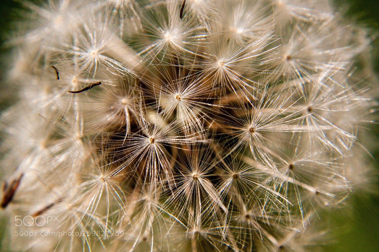 Canon EOS 500D (EOS Rebel T1i / EOS Kiss X3) sample photo. Dandelion photography