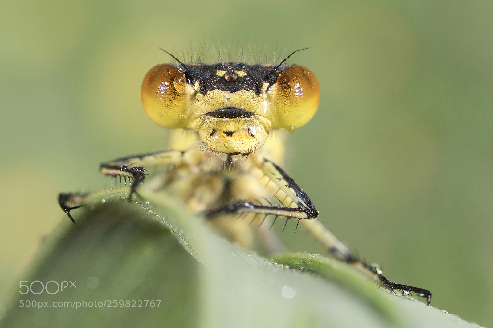 Olympus OM-D E-M1 Mark II sample photo. Damselfly photography