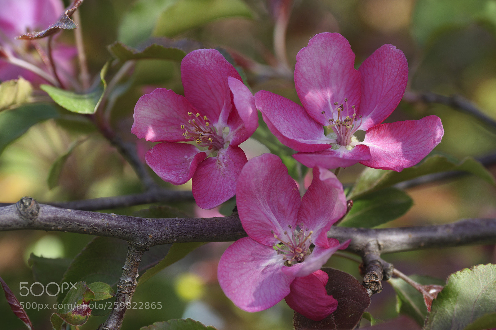 Panasonic Lumix DC-GH5 sample photo. Branch of blooming pink photography