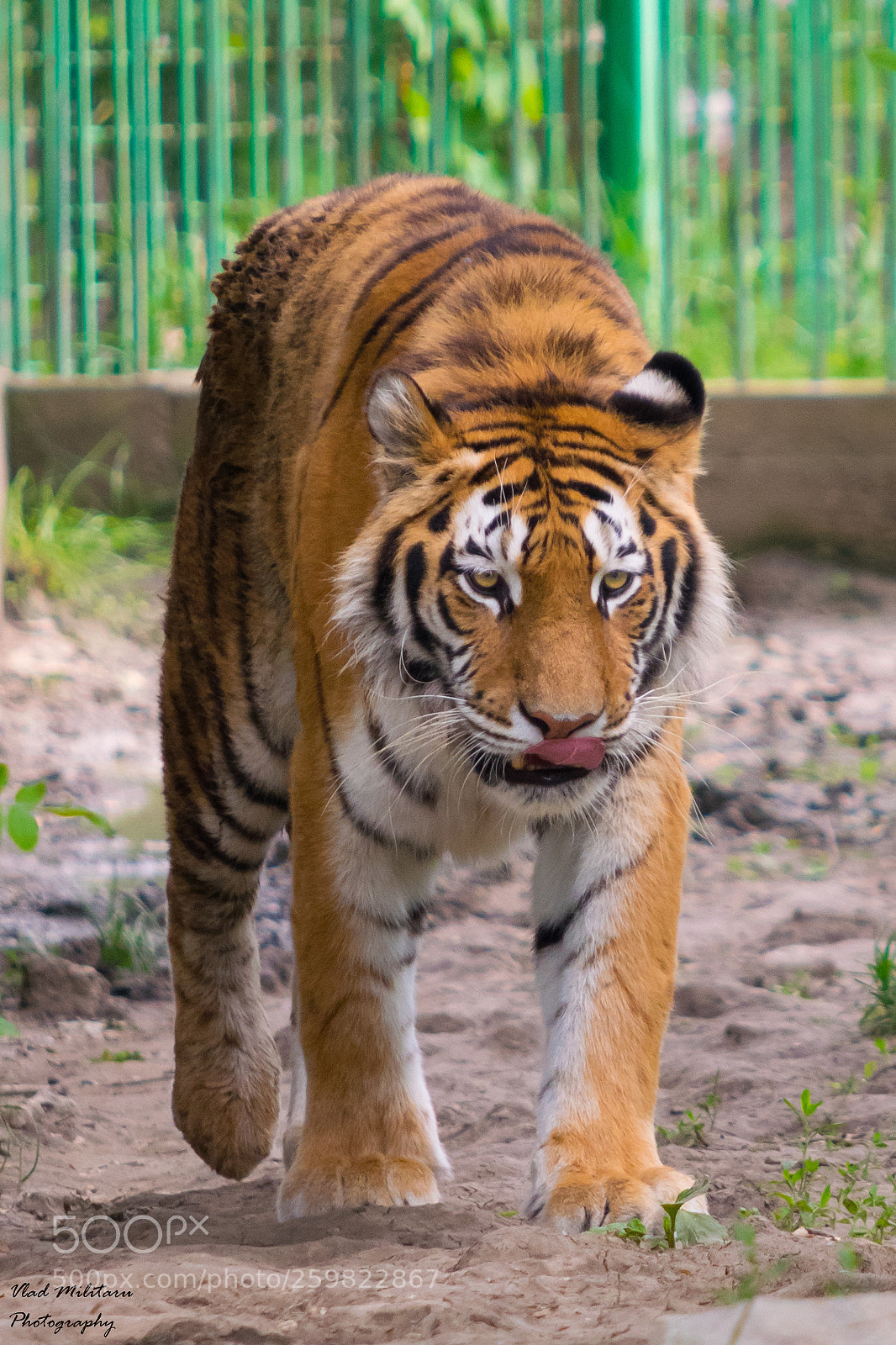 Nikon D5300 sample photo. Big cat. tiger photography