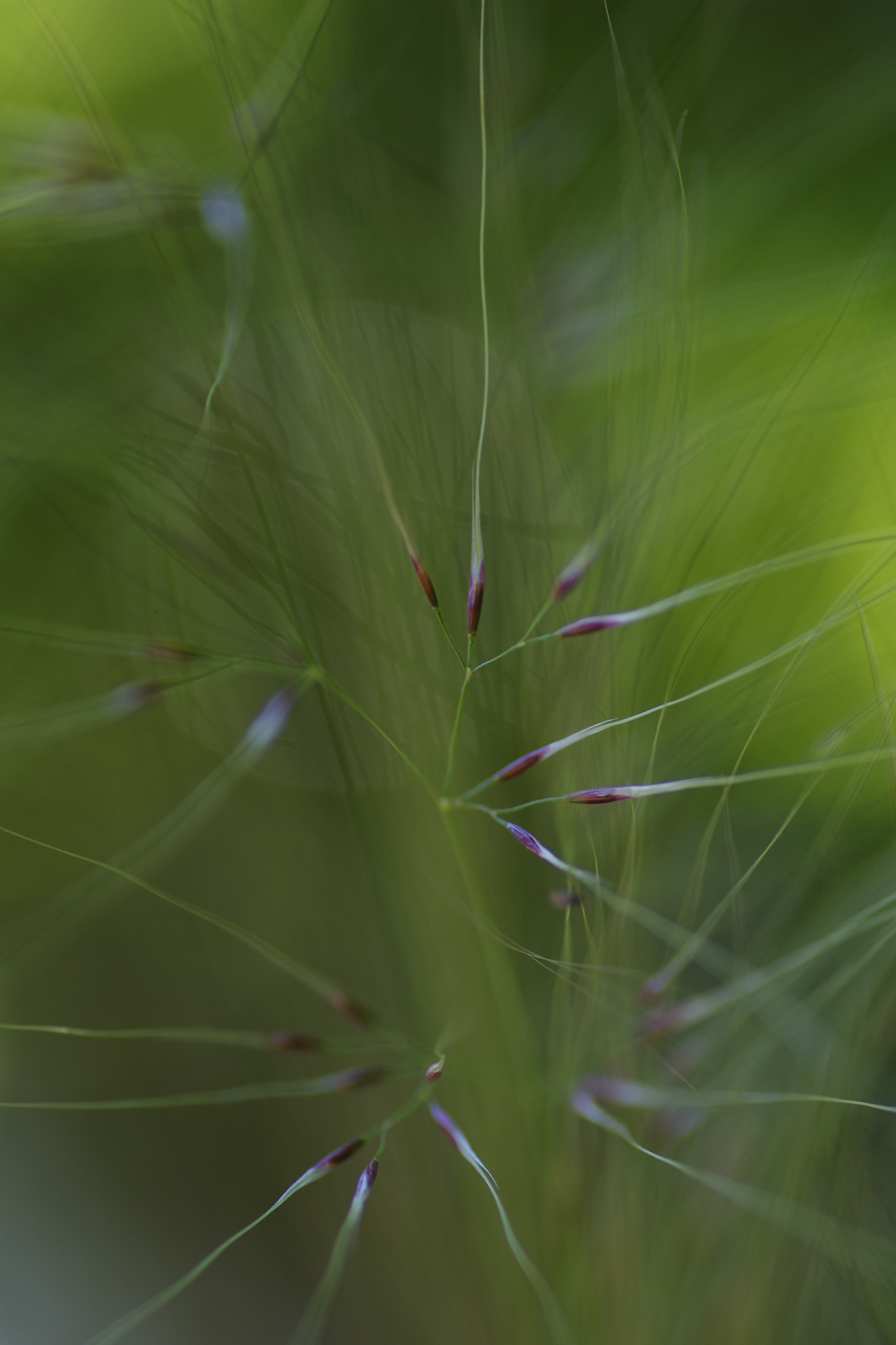 Pentax K-S2 + Tamron SP AF 90mm F2.8 Di Macro sample photo. Explosion de nature photography