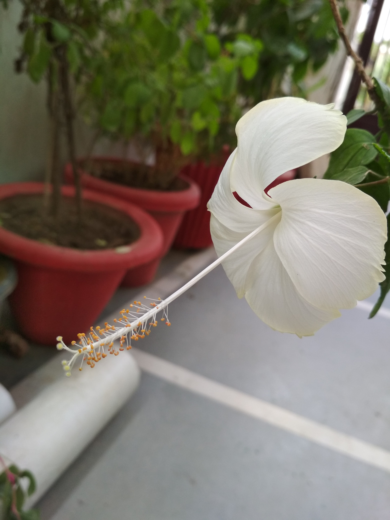Xiaomi Redmi 4 Pro sample photo. Beauty photography