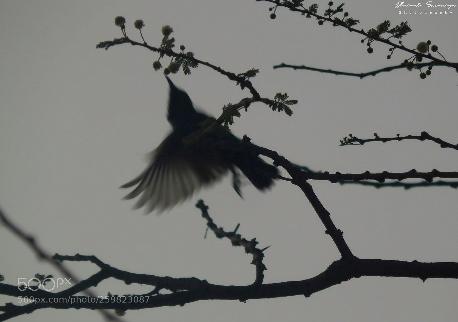 Nikon Coolpix L820 sample photo. Purple sunbird (female) photography