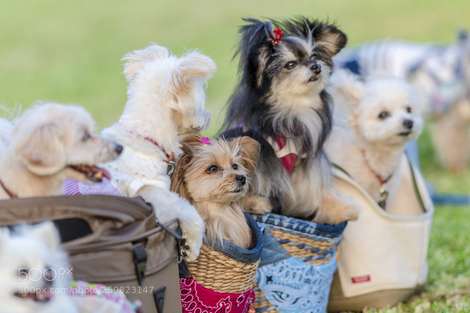 Nikon D5 sample photo. Dogs at park photography