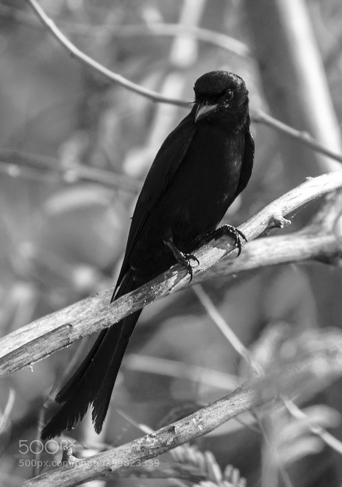 Canon EOS 1200D (EOS Rebel T5 / EOS Kiss X70 / EOS Hi) sample photo. Black drongo .! photography
