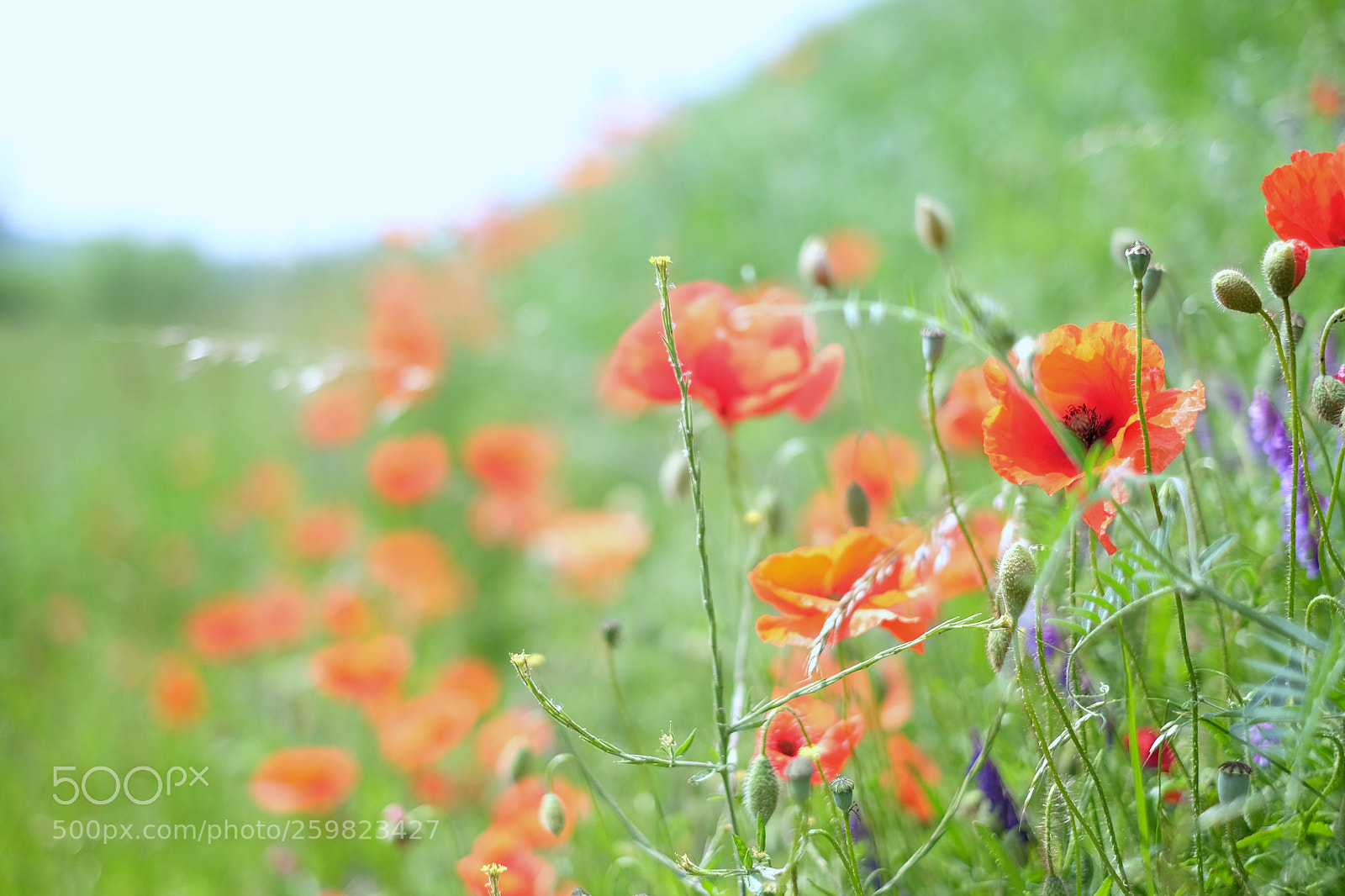 Fujifilm X-T10 sample photo. Poppy photography