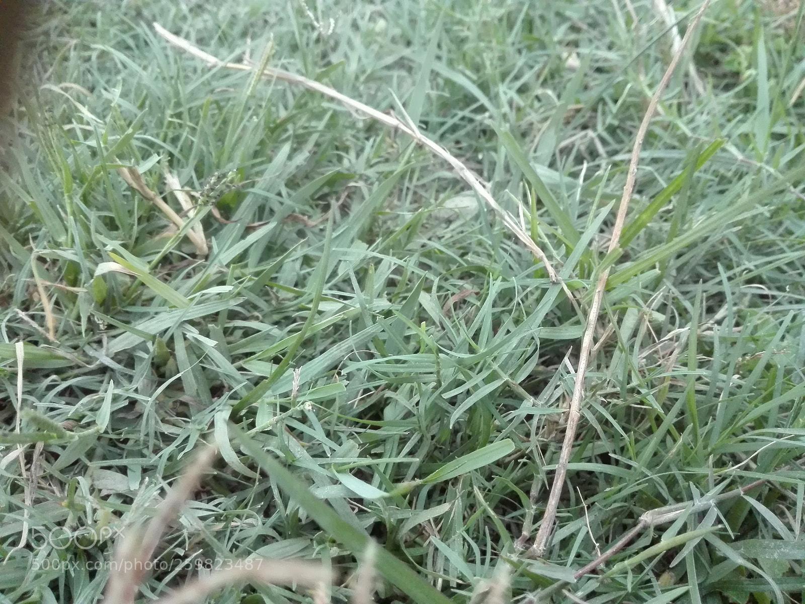 HUAWEI P8 Lite sample photo. Untitled photography