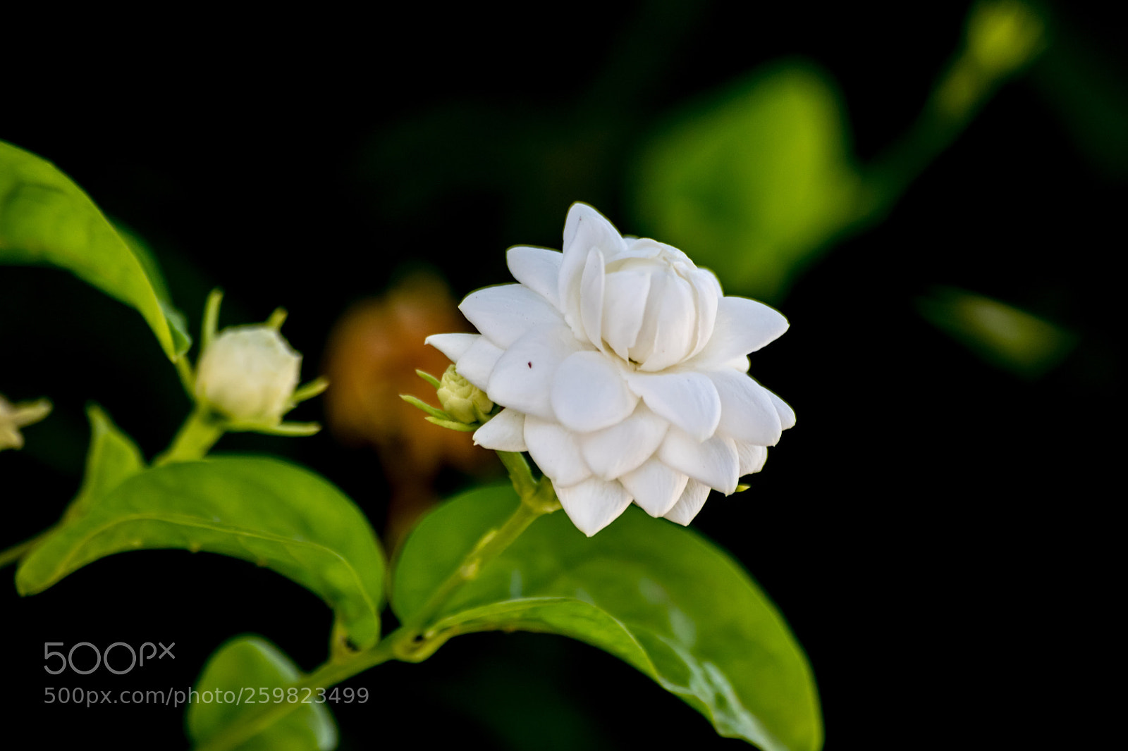 Canon EOS 750D (EOS Rebel T6i / EOS Kiss X8i) sample photo. Lovely white flower! photography