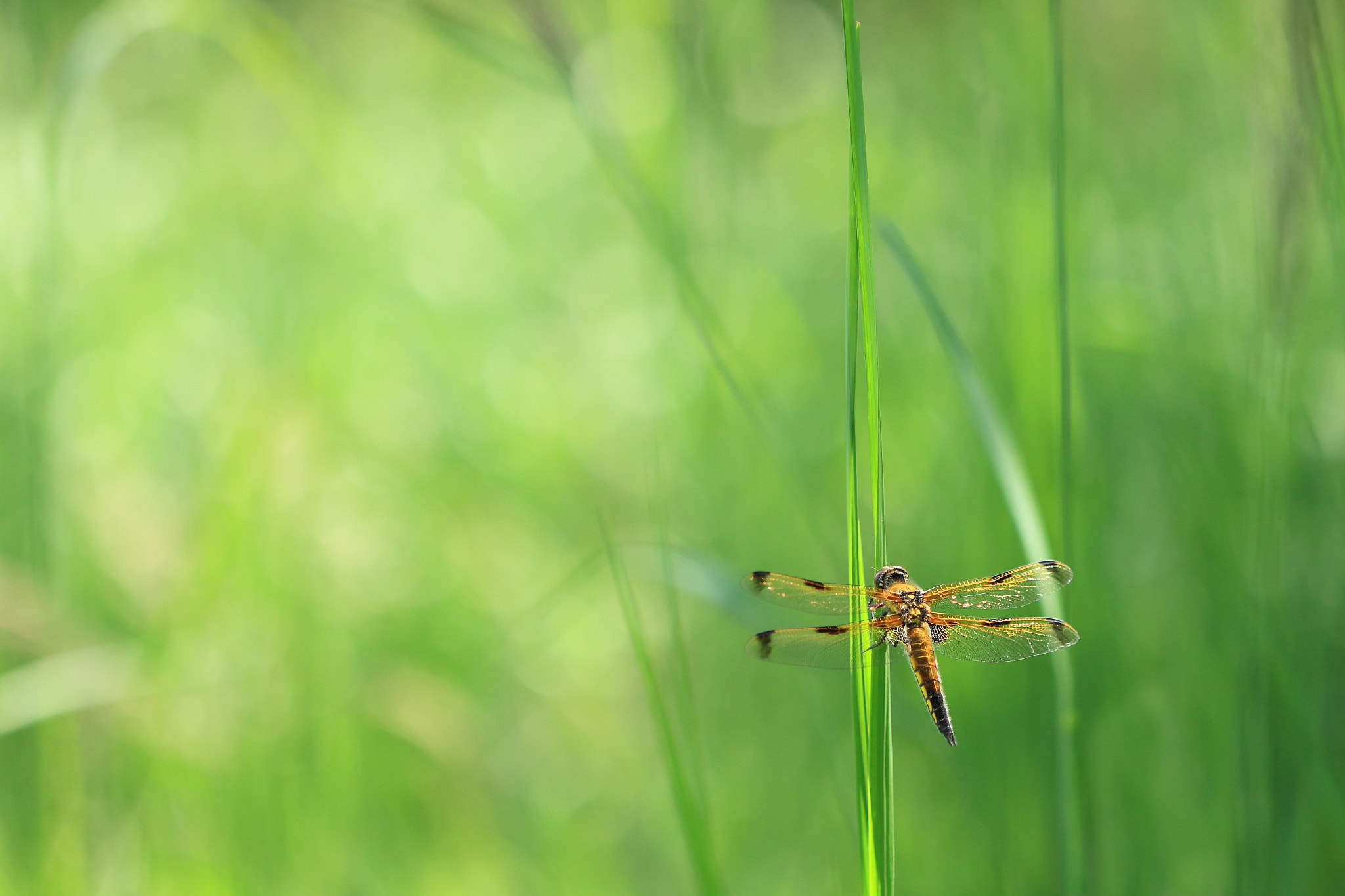 Canon EF 100mm F2.8L Macro IS USM sample photo. Dragonfly photography