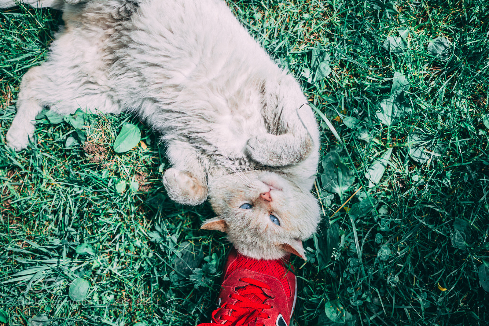 Nikon D7100 sample photo. White cat photography