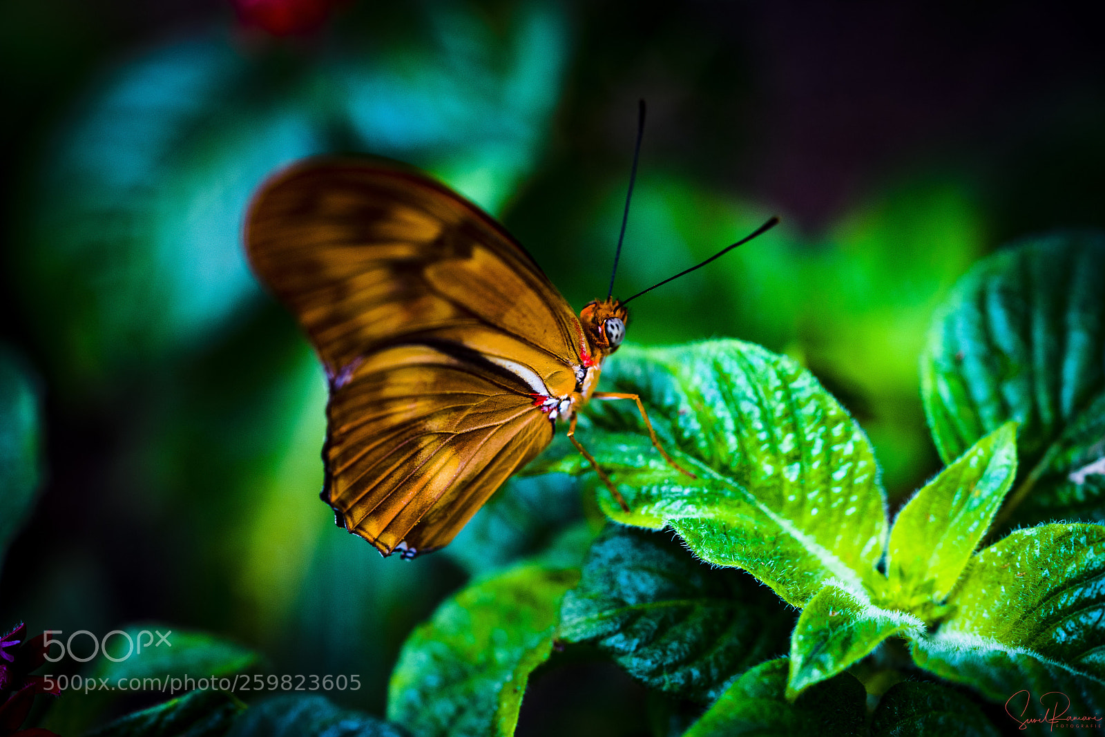 Sony a7R II sample photo. Golden wings photography