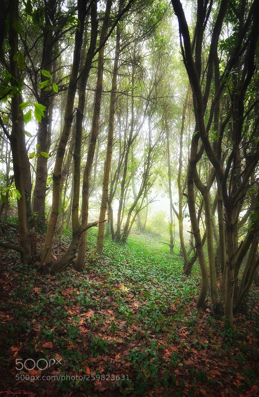 Nikon D5100 sample photo. In the wood..... photography