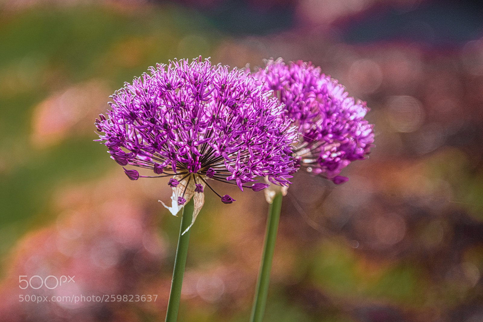 Nikon D7200 sample photo. Flowering onions photography