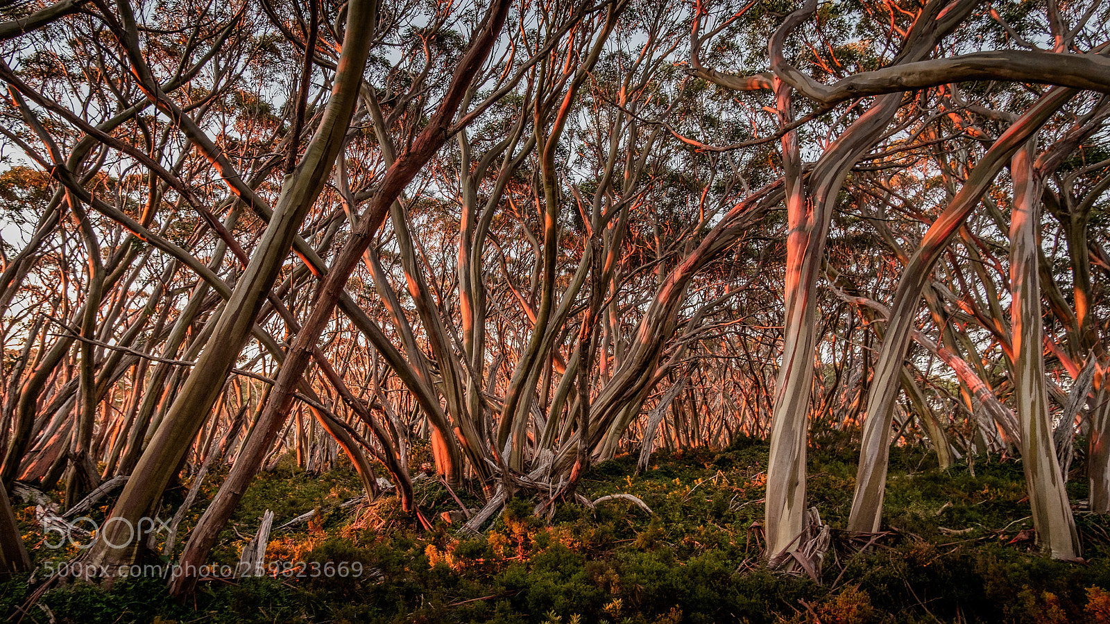 Fujifilm X-T10 sample photo. Snow gums lit up photography