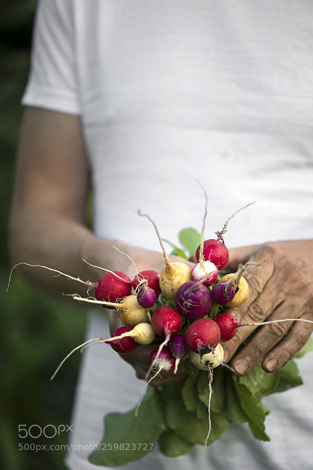 Nikon D800 sample photo. Radishes from my garden photography