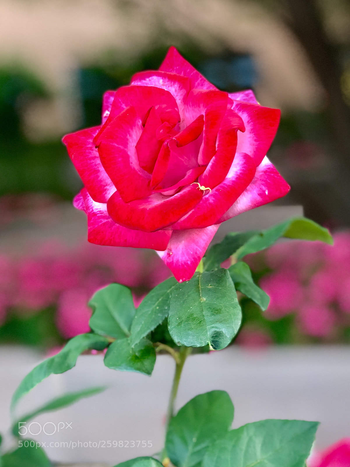 Apple iPhone 8 Plus sample photo. Beautiful two-toned rose with photography