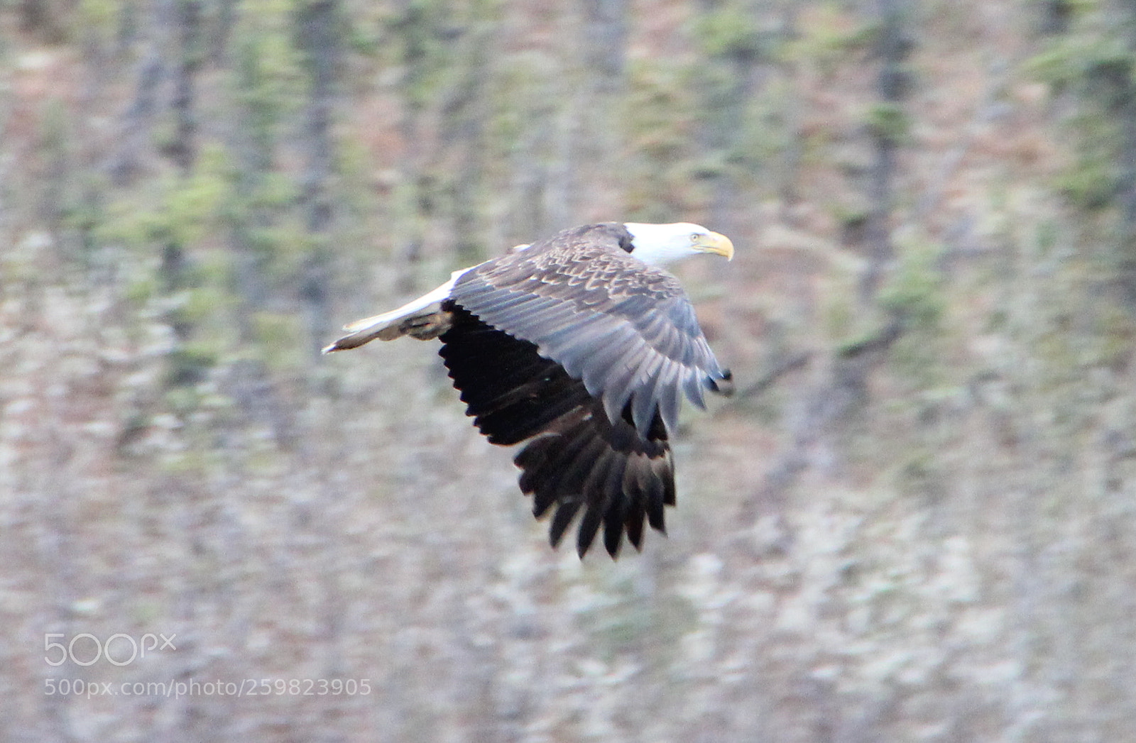 Canon EOS 600D (Rebel EOS T3i / EOS Kiss X5) sample photo. River flight photography