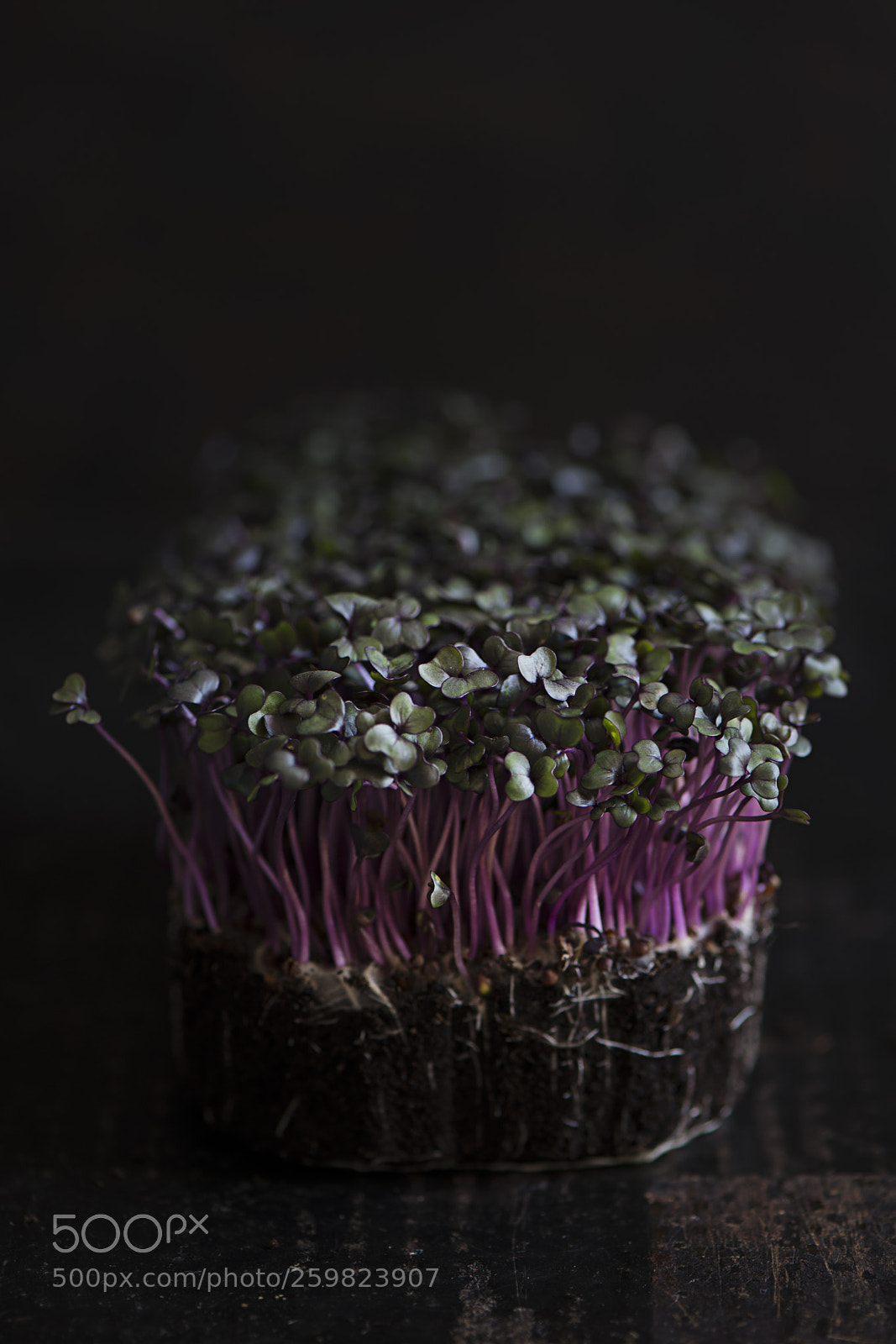 Nikon D800 sample photo. Red cabbage photography