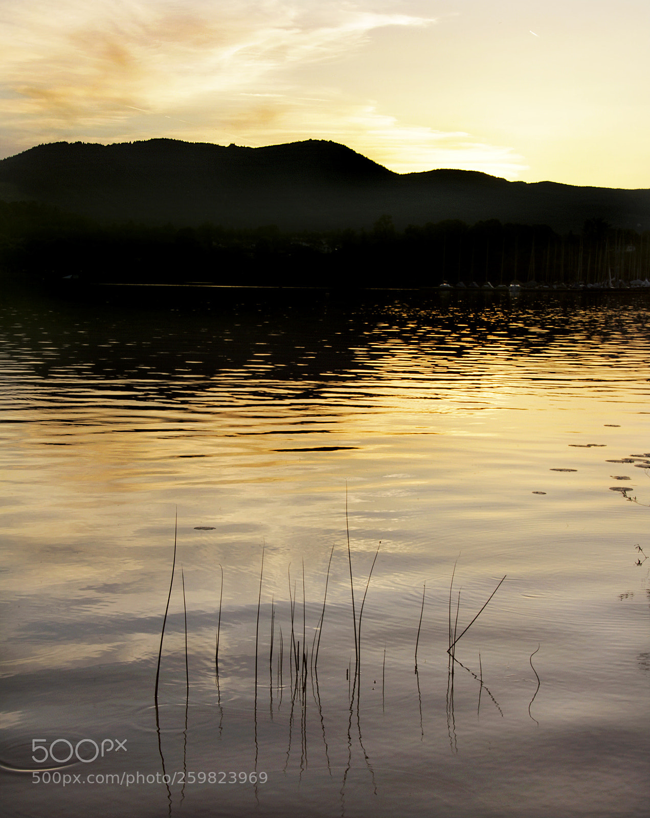 Canon EOS 60D sample photo. In the golden sunset photography