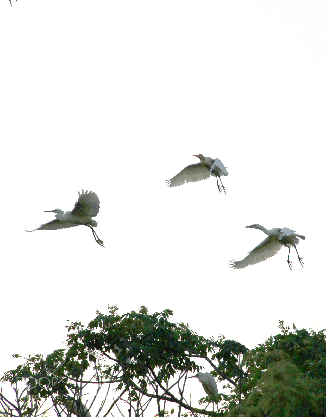 Canon EOS 7D sample photo. A happy egret photography