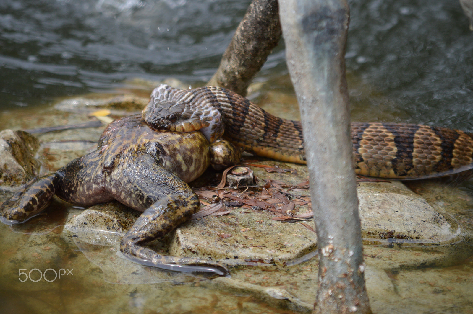 Nikon D3200 sample photo. Snake v bullfrong 3 photography