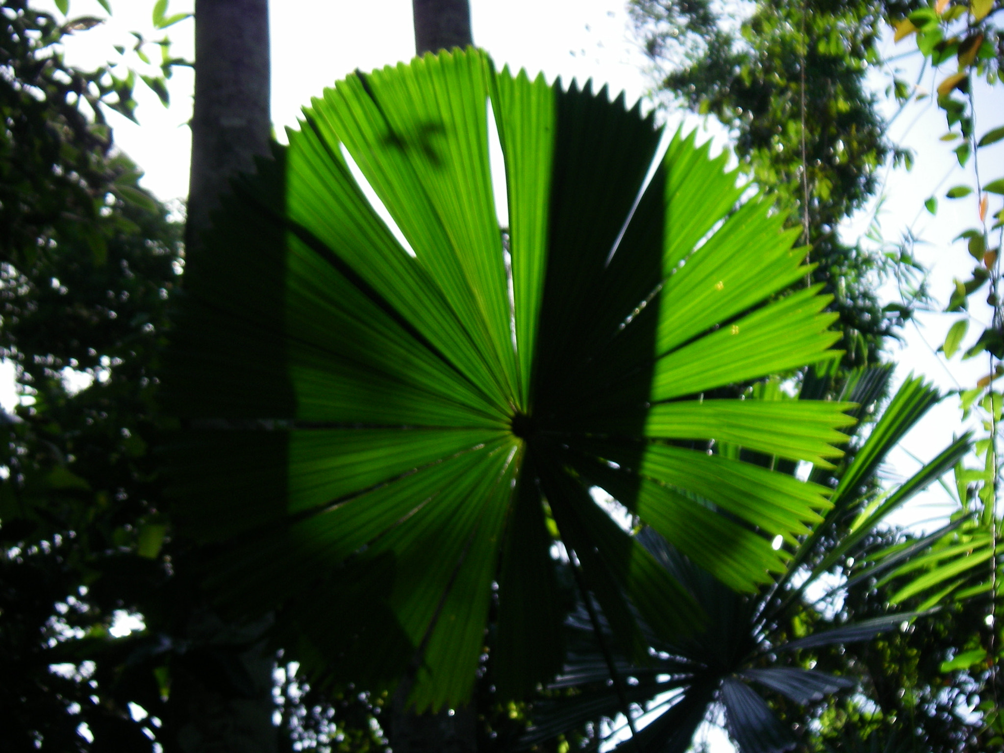 Pentax OPTIO W20 sample photo. Green shadows photography