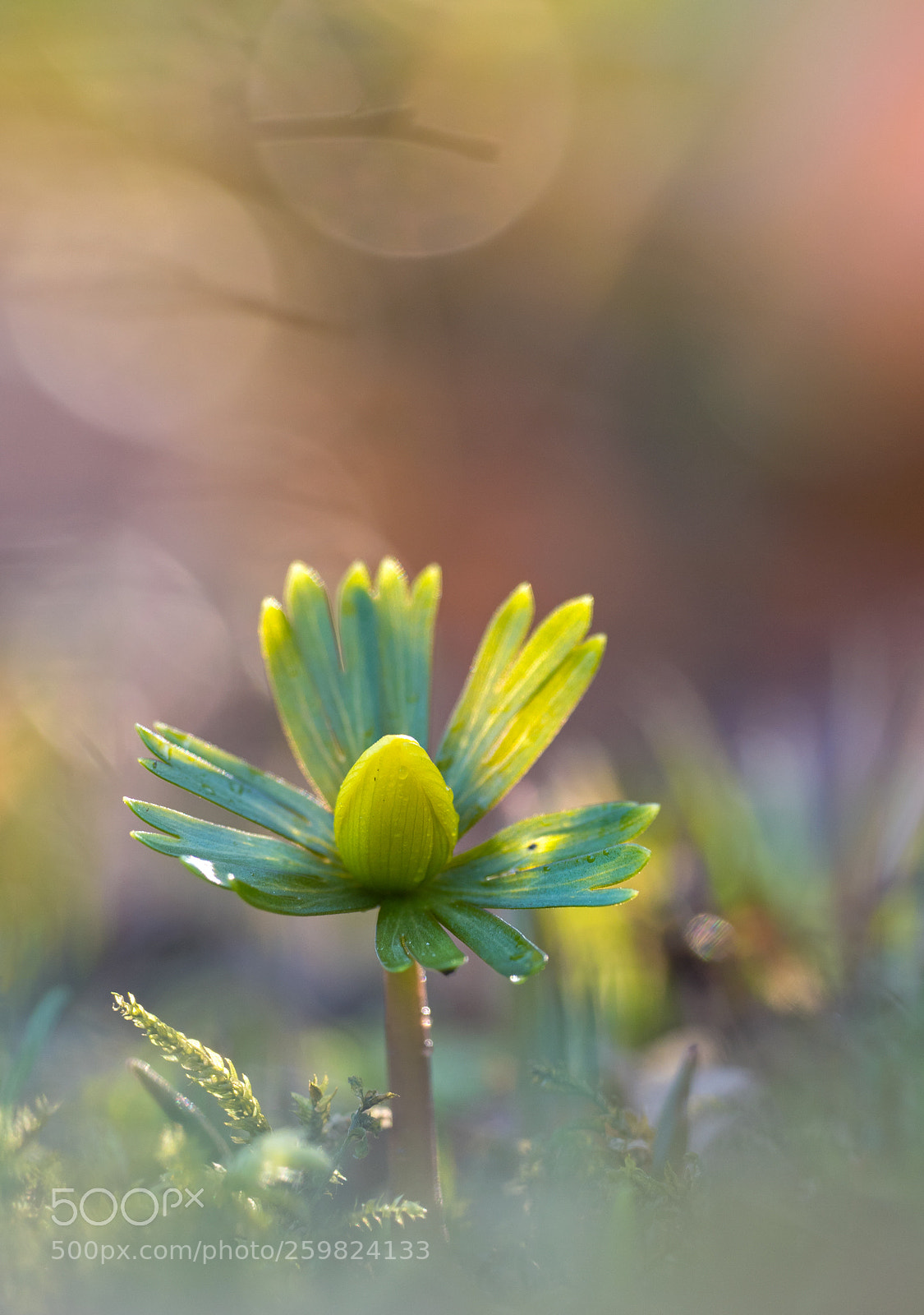 Olympus OM-D E-M1 Mark II sample photo. Eranthis photography