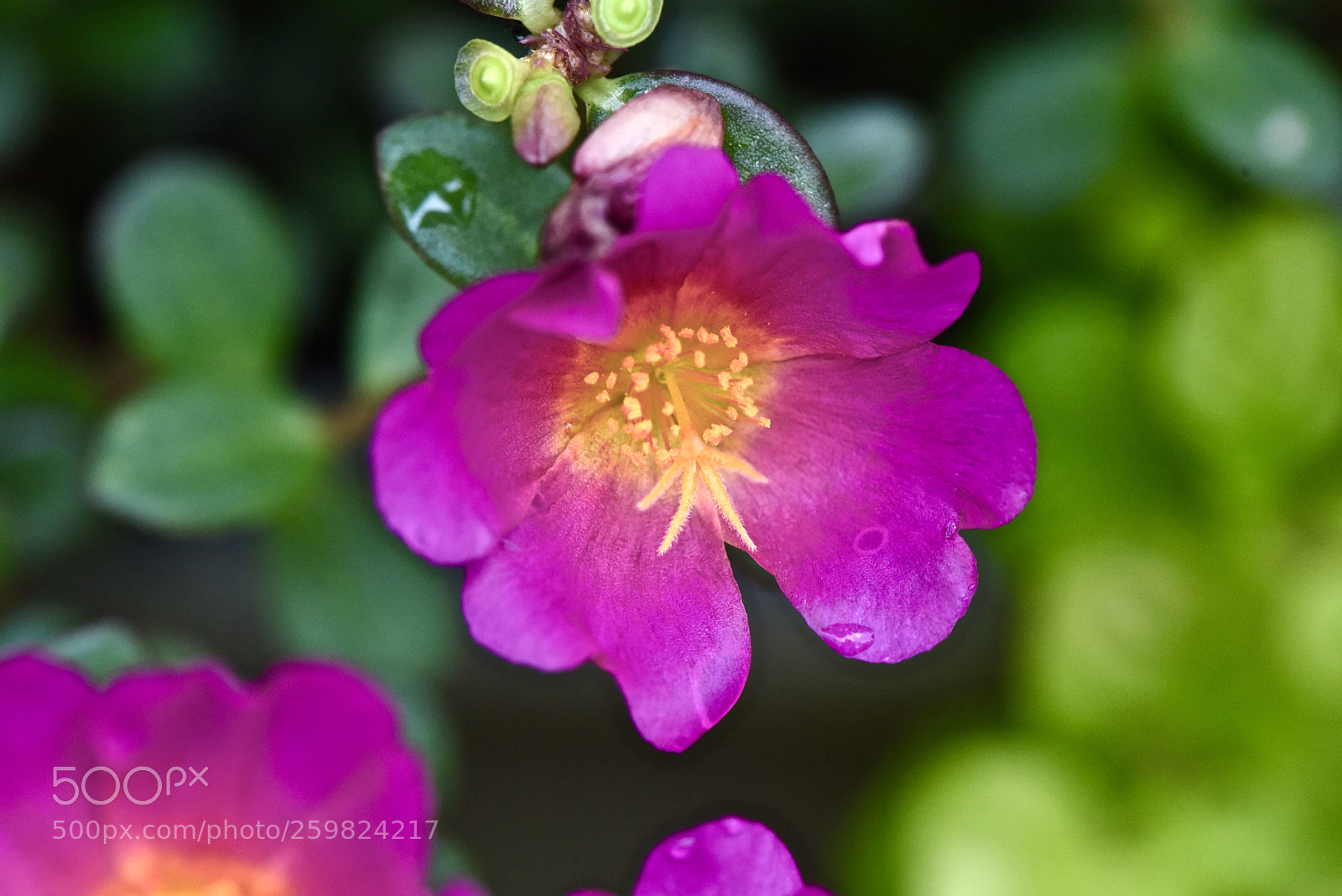 Nikon D810 sample photo. A burst of color photography