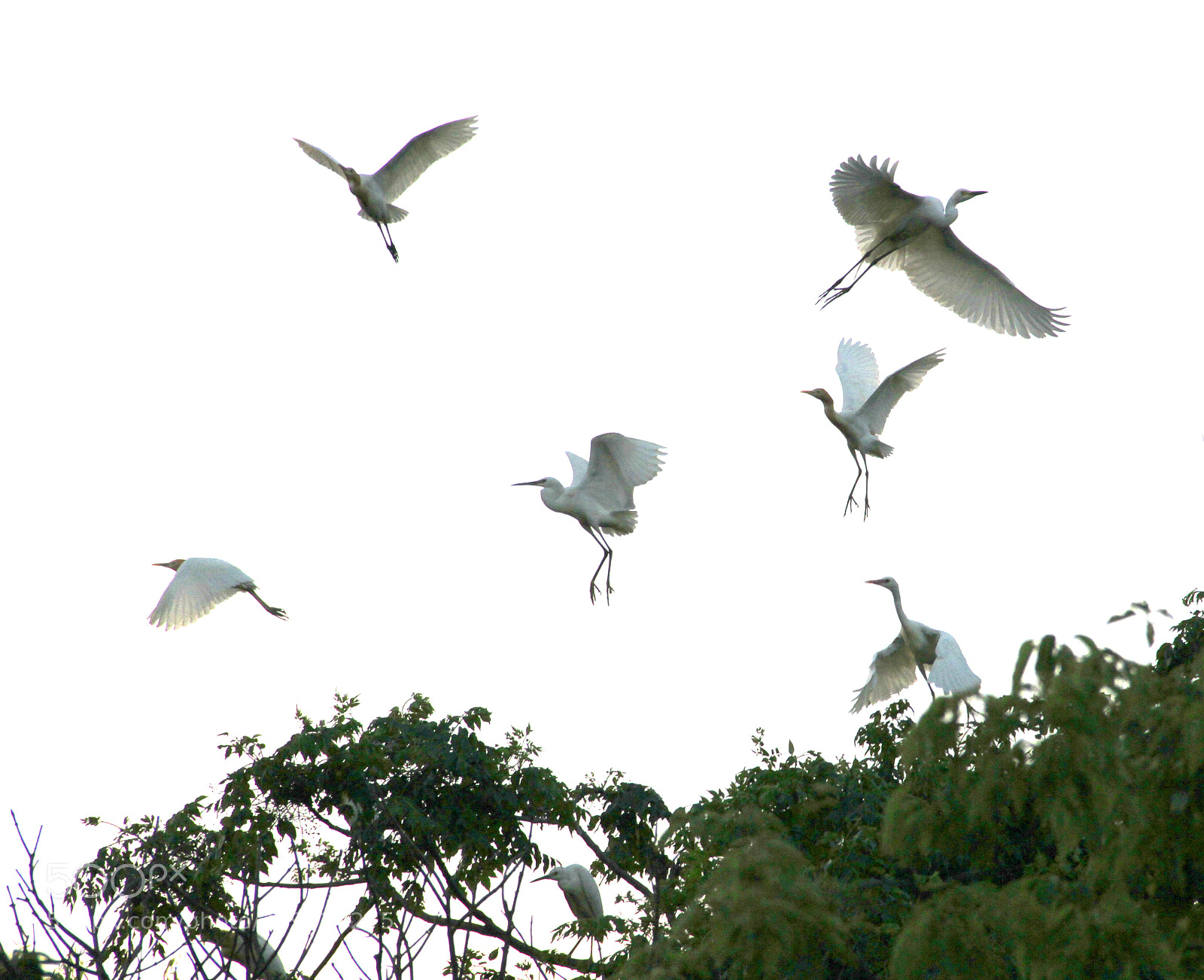 Canon EOS 7D sample photo. A happy egret photography