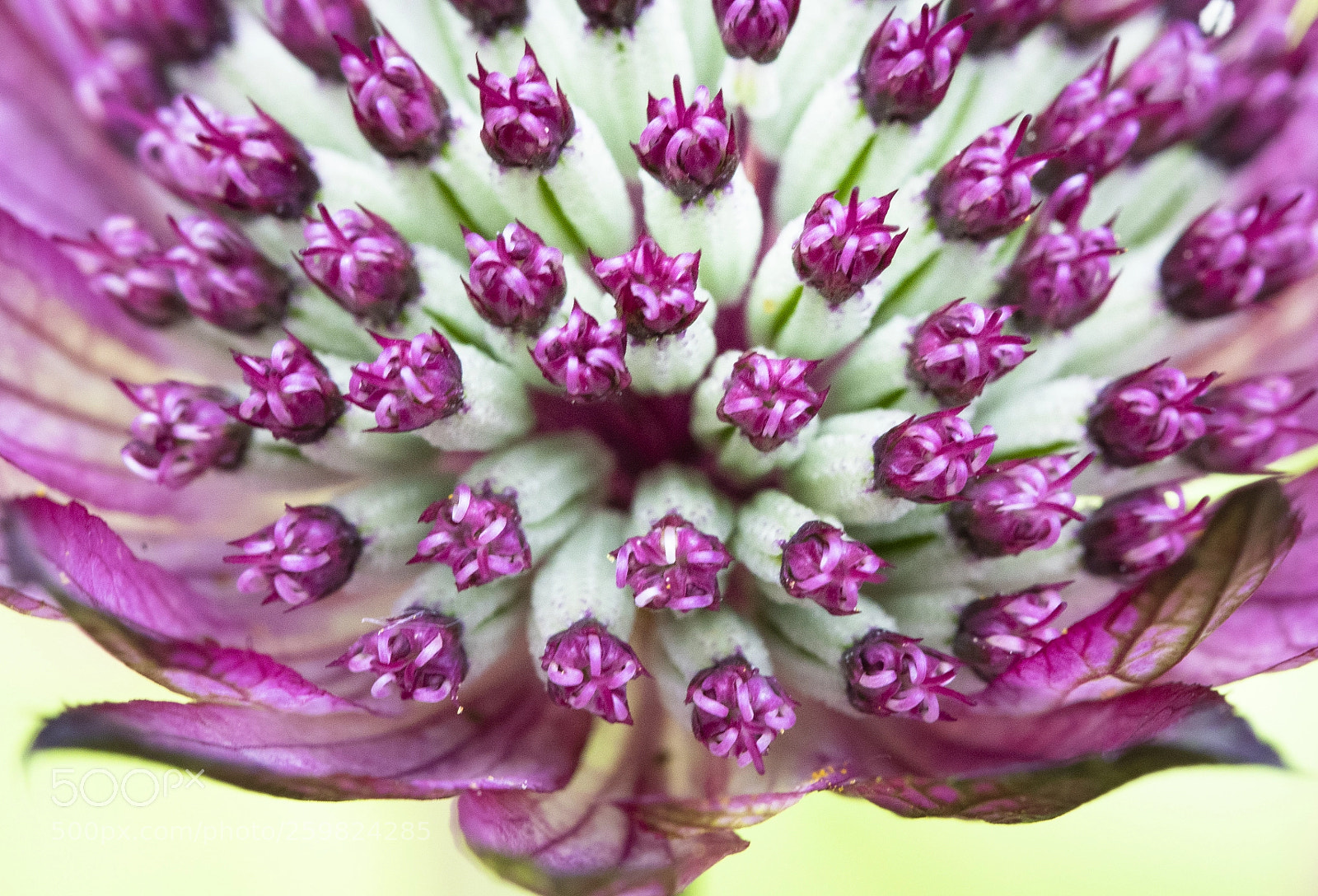 Sony a7 III sample photo. Erupting stamen photography