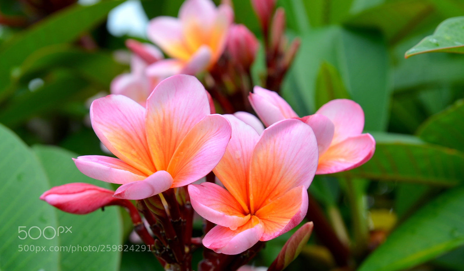 Nikon D5100 sample photo. Frangipanni photography