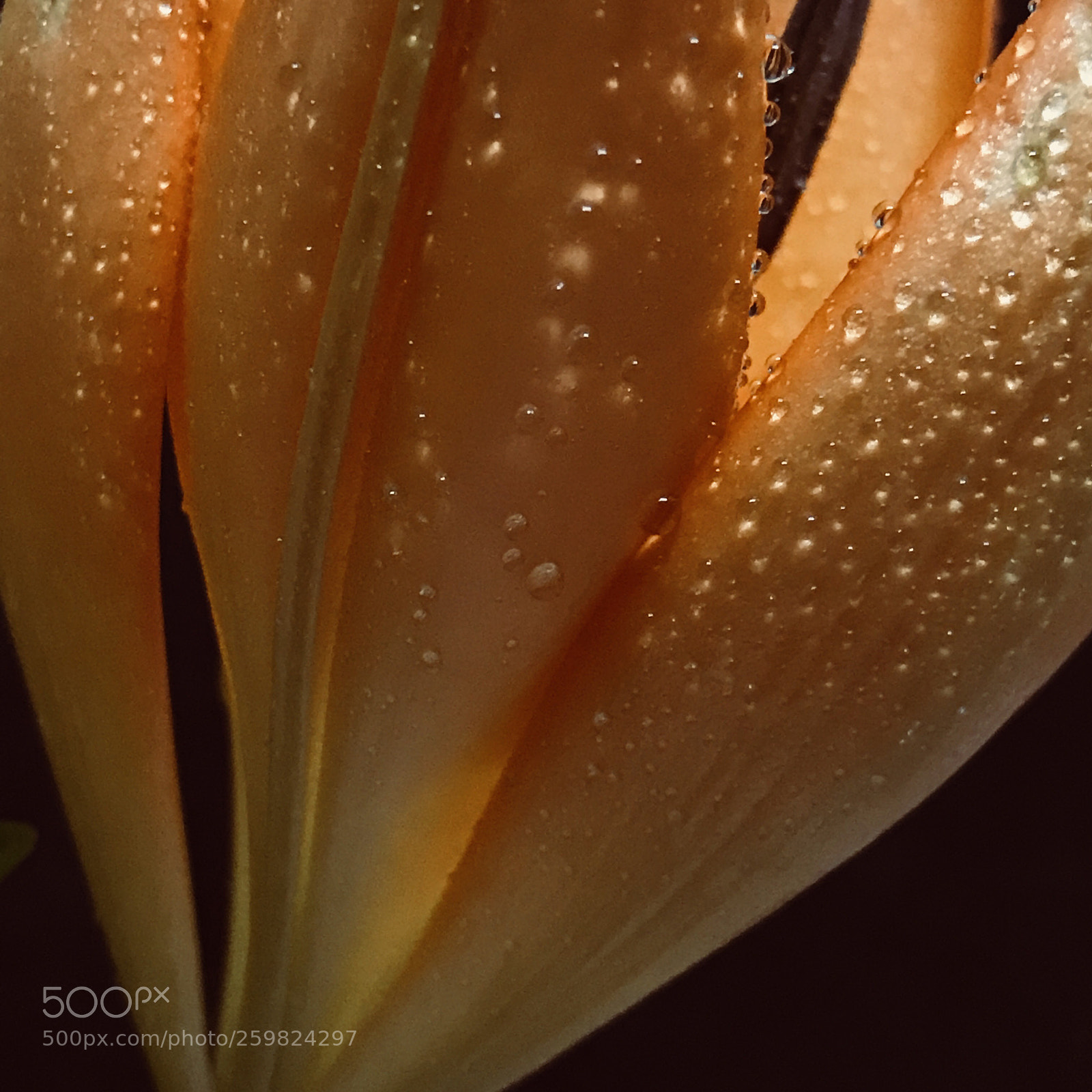 Apple iPhone 7 Plus sample photo. Lily abstract photography
