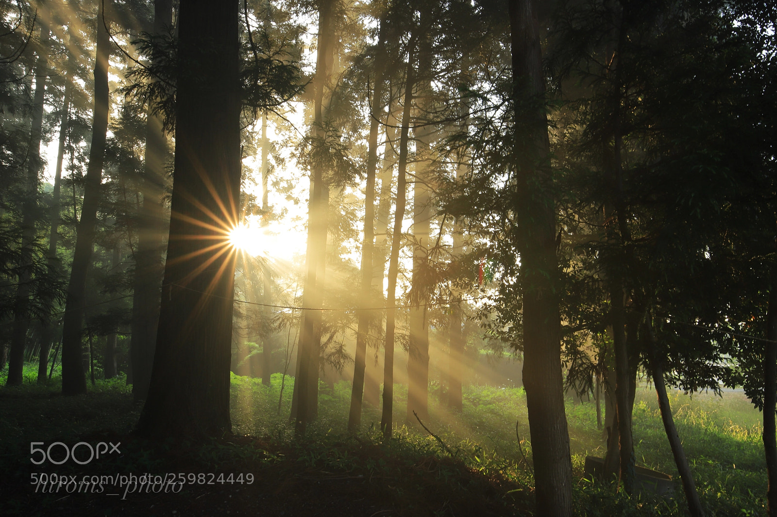 Canon EOS 6D Mark II sample photo. Morning light photography