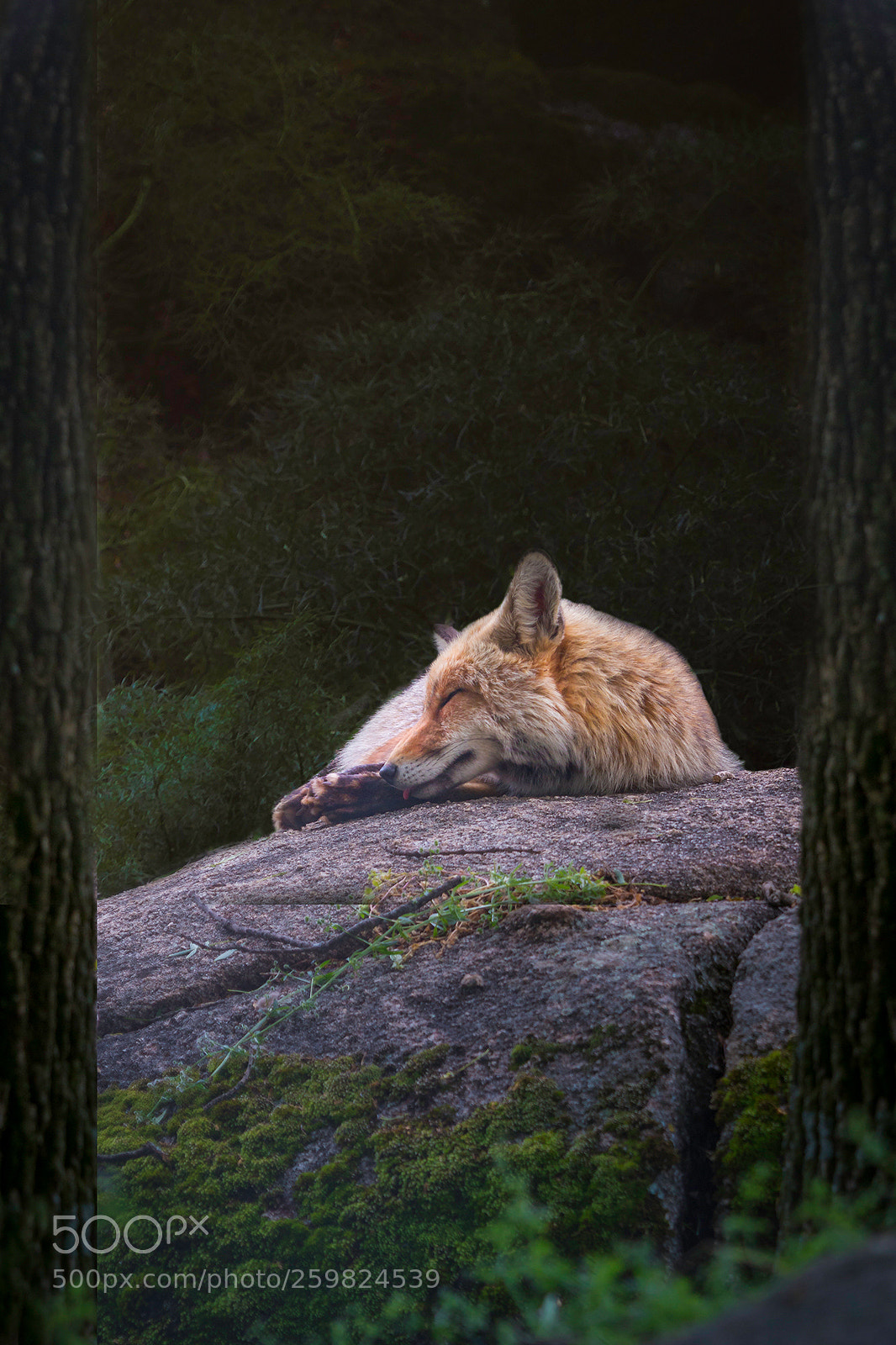 Canon EOS 70D sample photo. Fox taking a nap photography