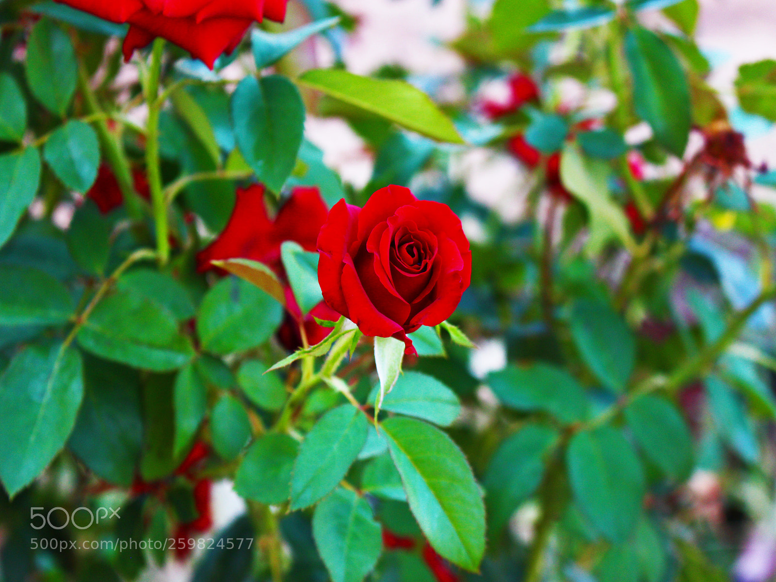 Canon EOS 700D (EOS Rebel T5i / EOS Kiss X7i) sample photo. Img photography