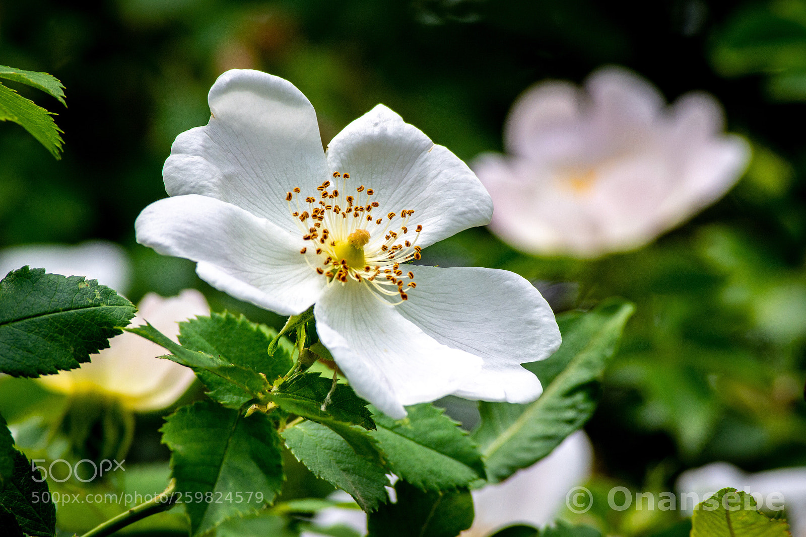 Nikon D5200 sample photo. Blanca flor photography