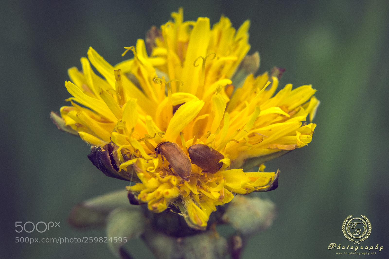 Nikon D7200 sample photo. Zwei kleine k fer photography