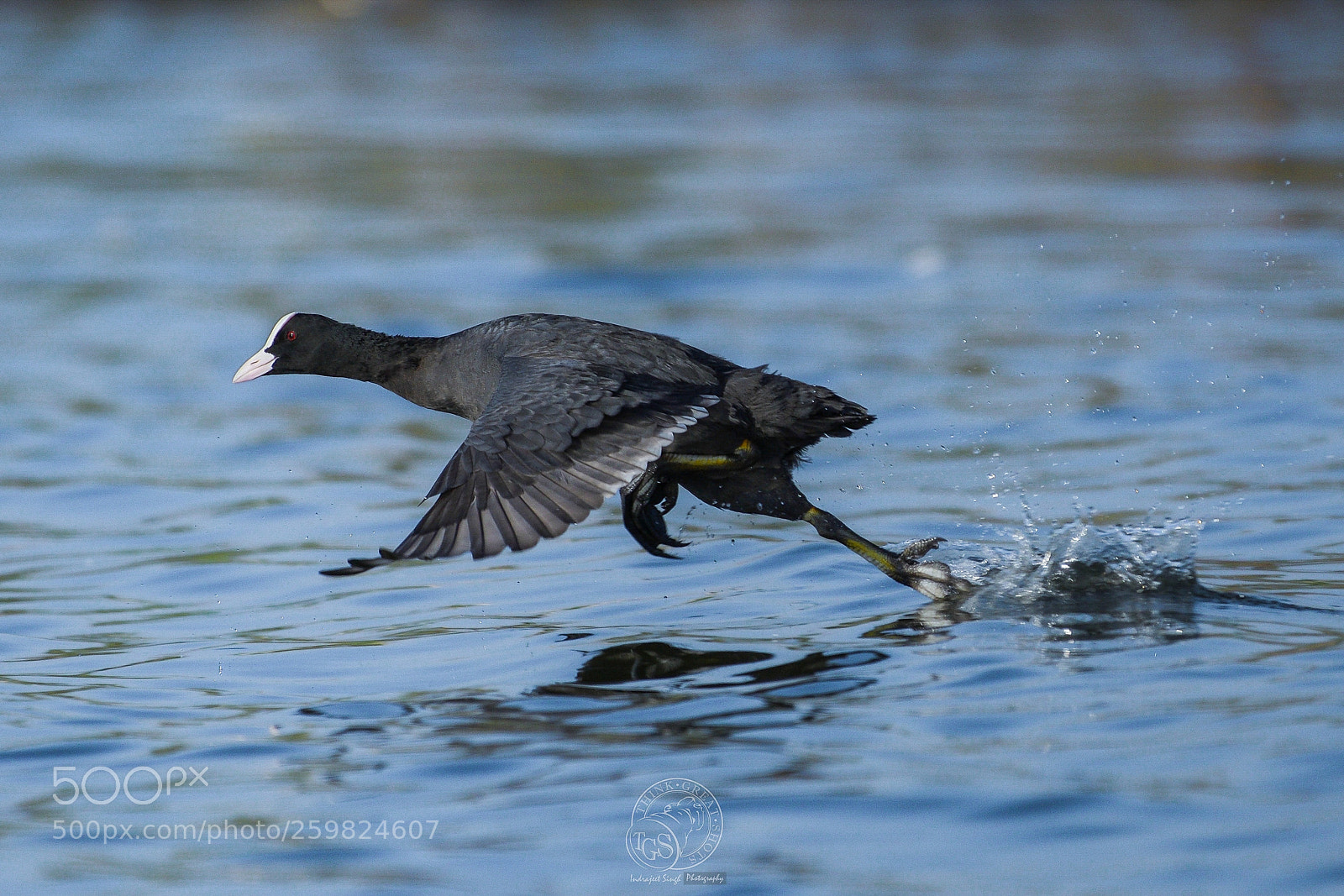 Nikon D500 sample photo. S(coot)ing!!! photography