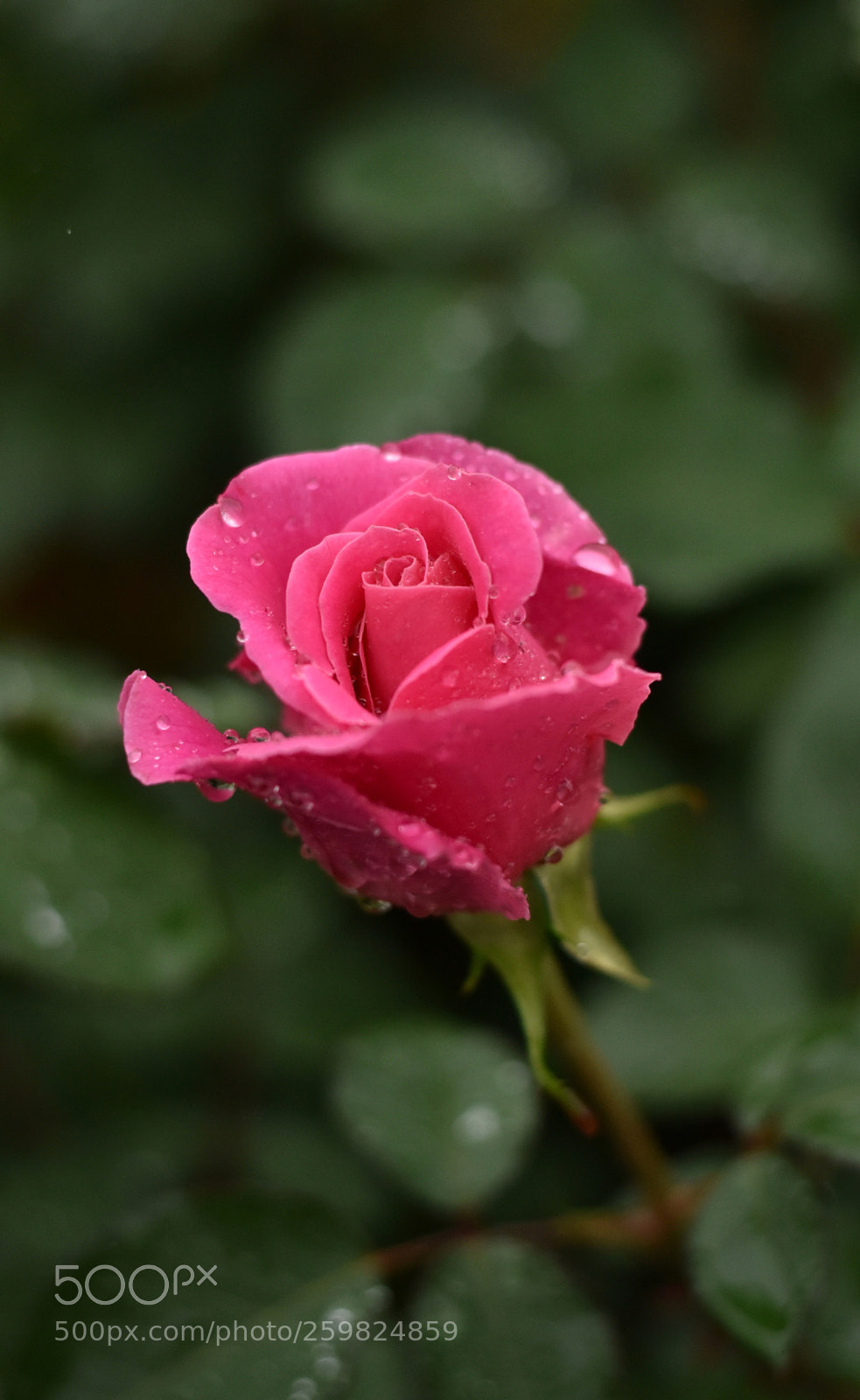 Nikon D810 sample photo. Rose photography