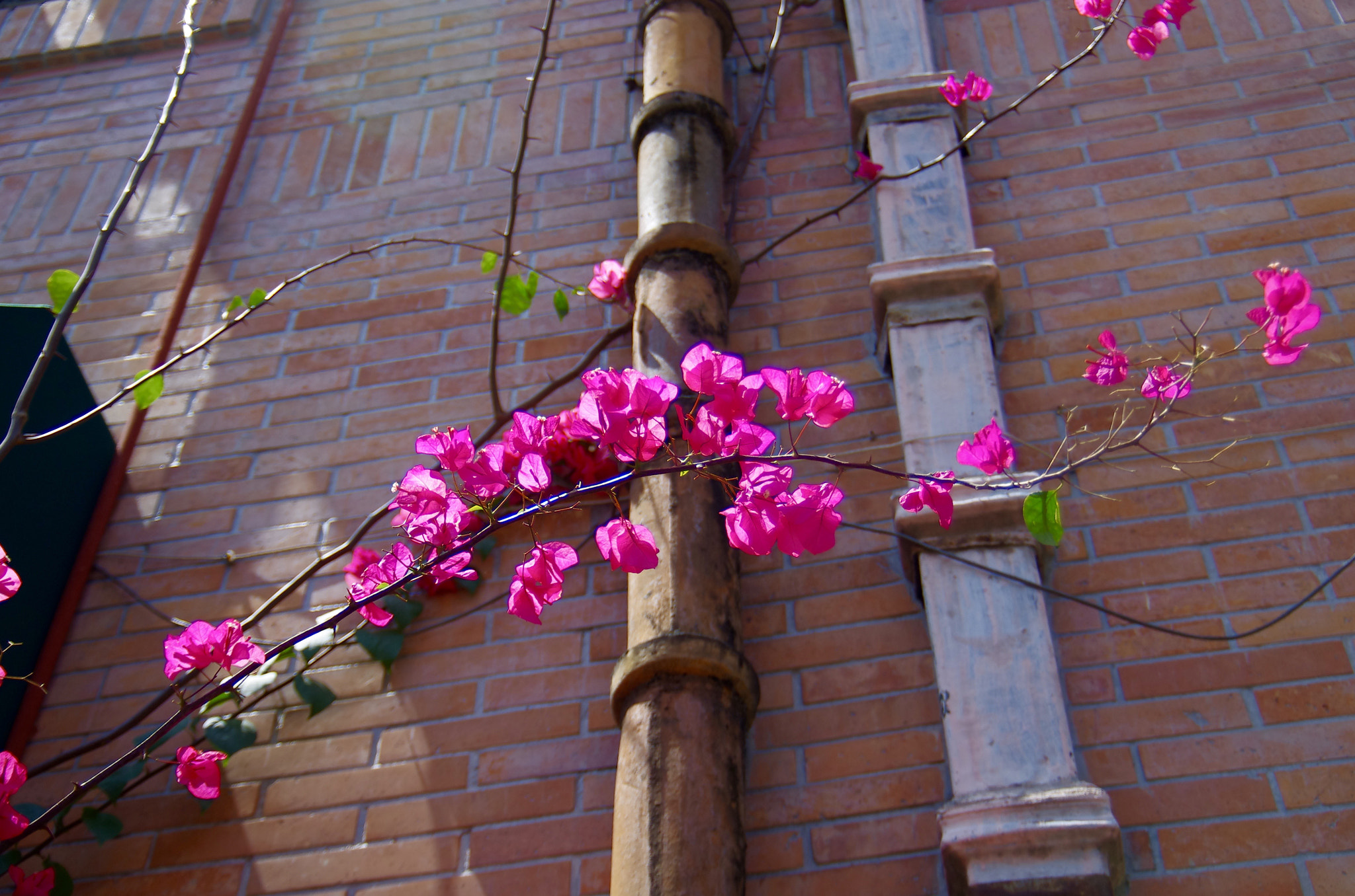 Pentax K-5 IIs sample photo. Bougainvillea photography