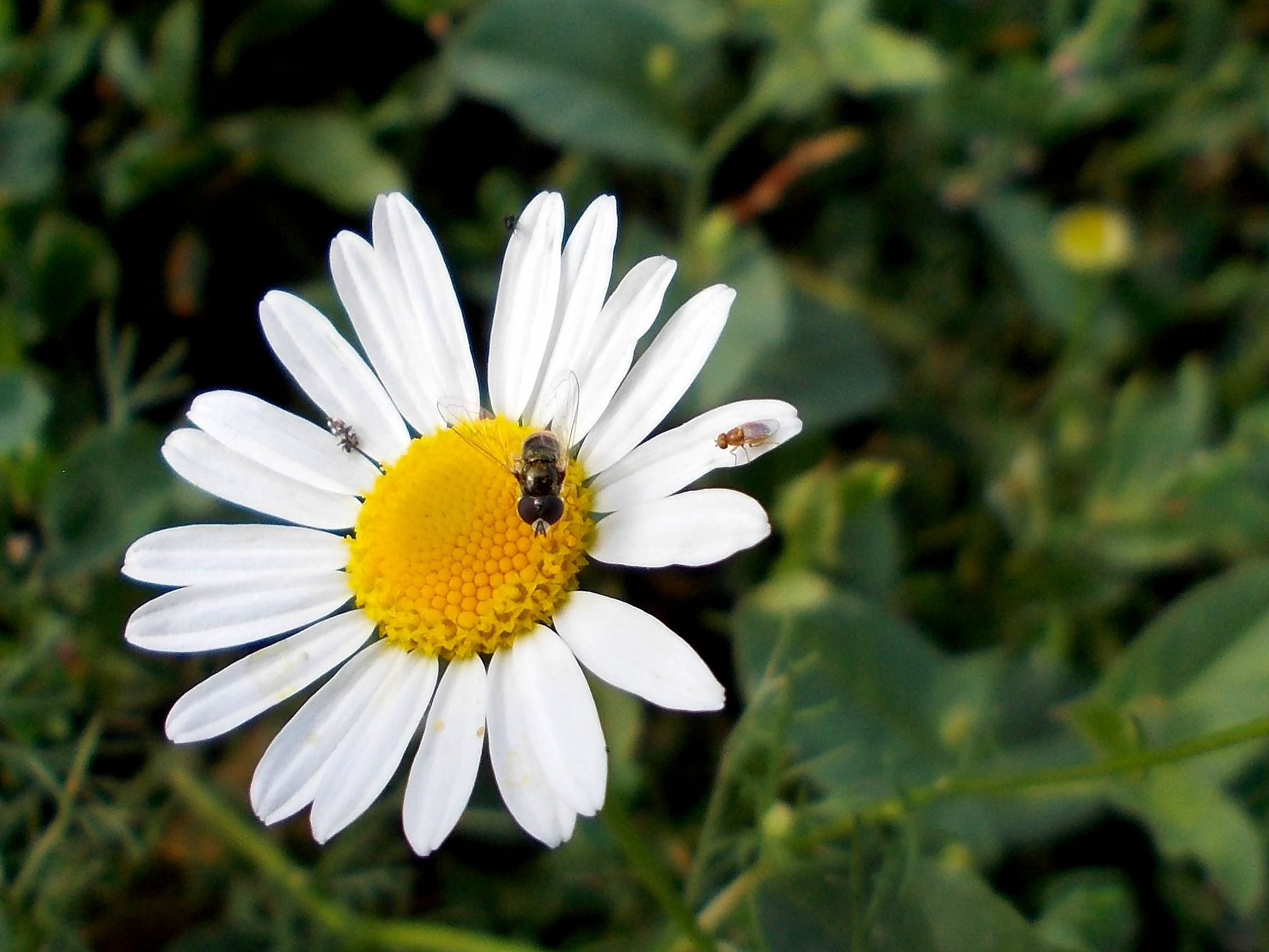 Nikon COOLPIX L23 sample photo. White flower photography