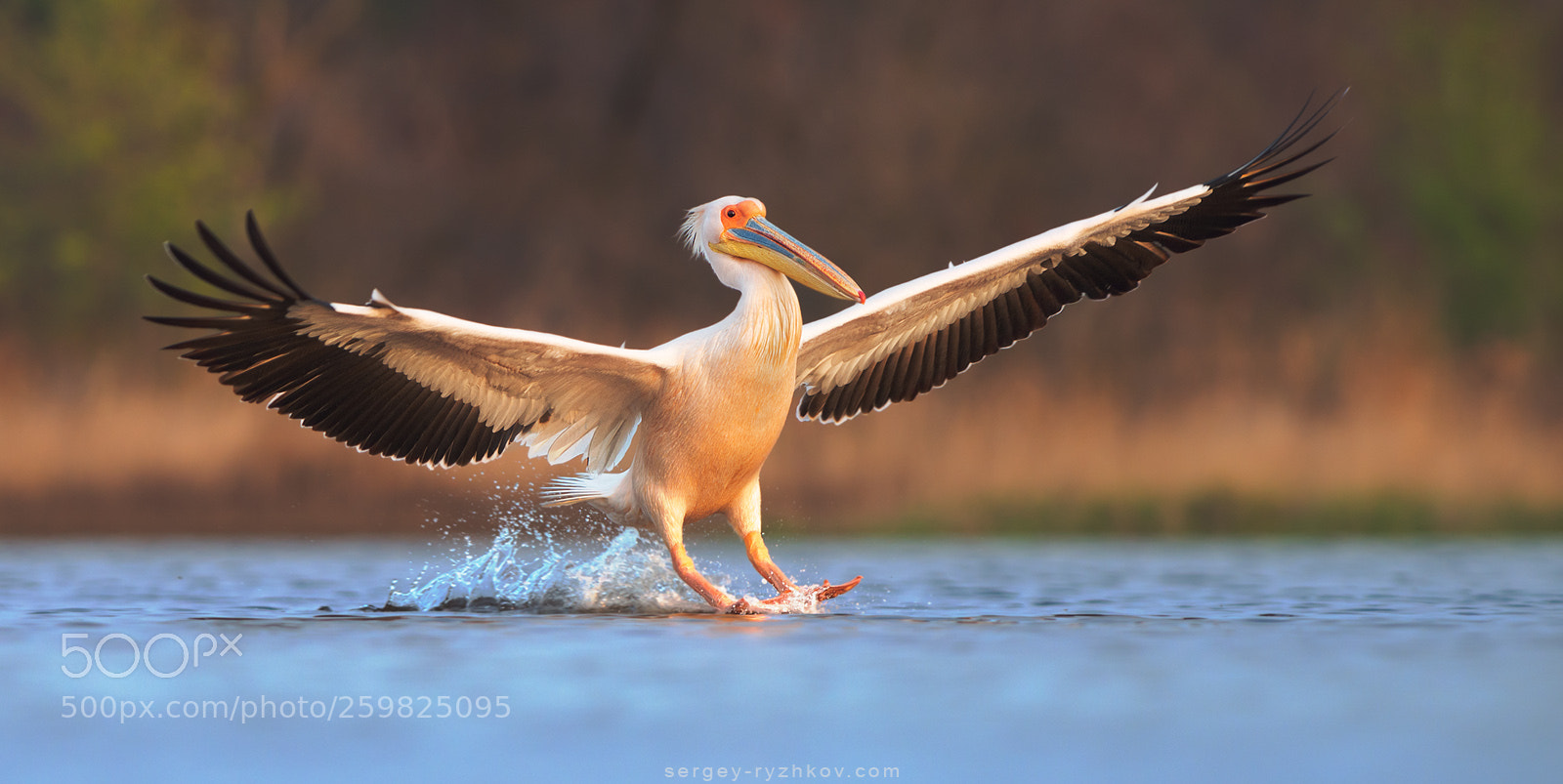 Nikon D800 sample photo. Great white pelican landing photography