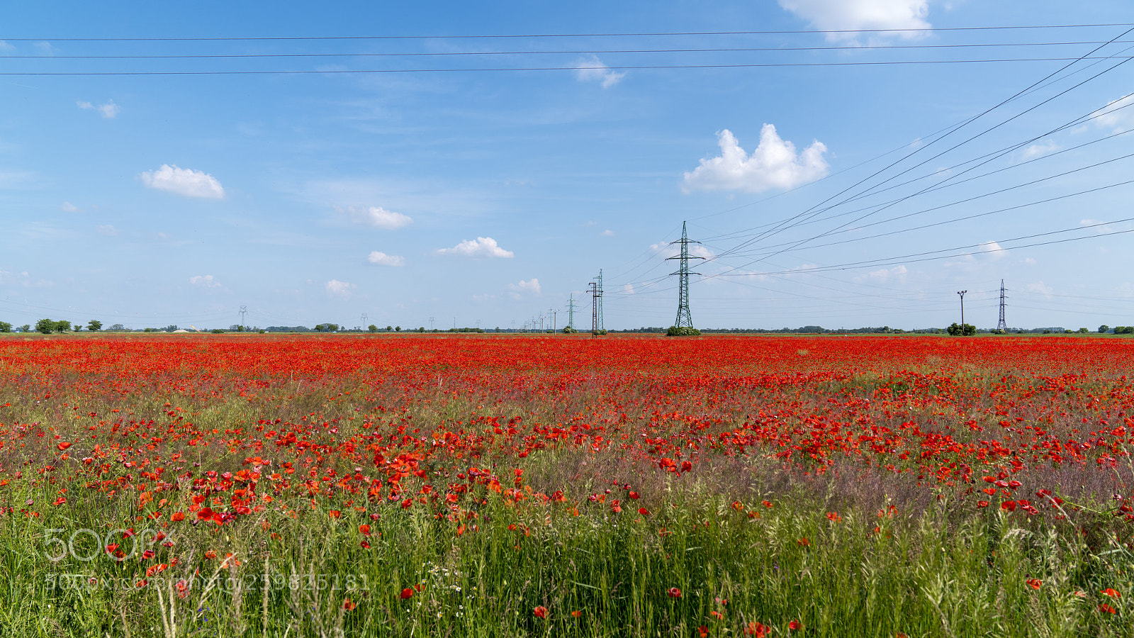 Sony a7R III sample photo. Poppy blossom field photography