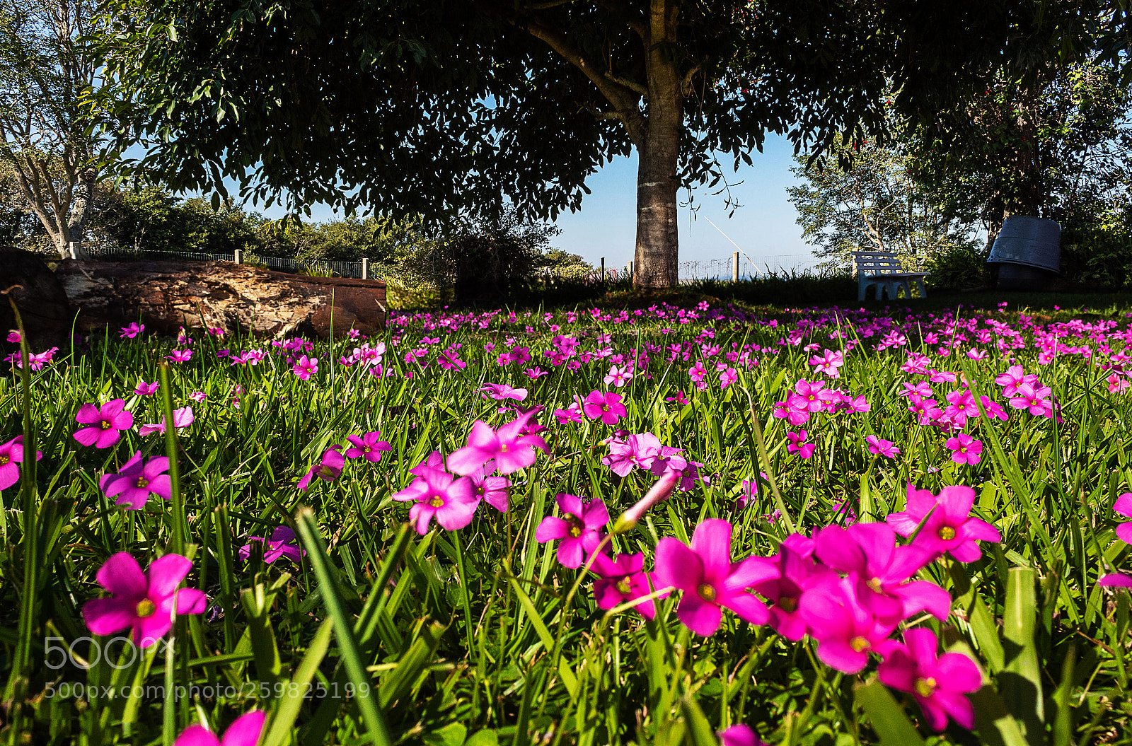 Canon EOS 1300D (EOS Rebel T6 / EOS Kiss X80) sample photo. Flores de inverno photography