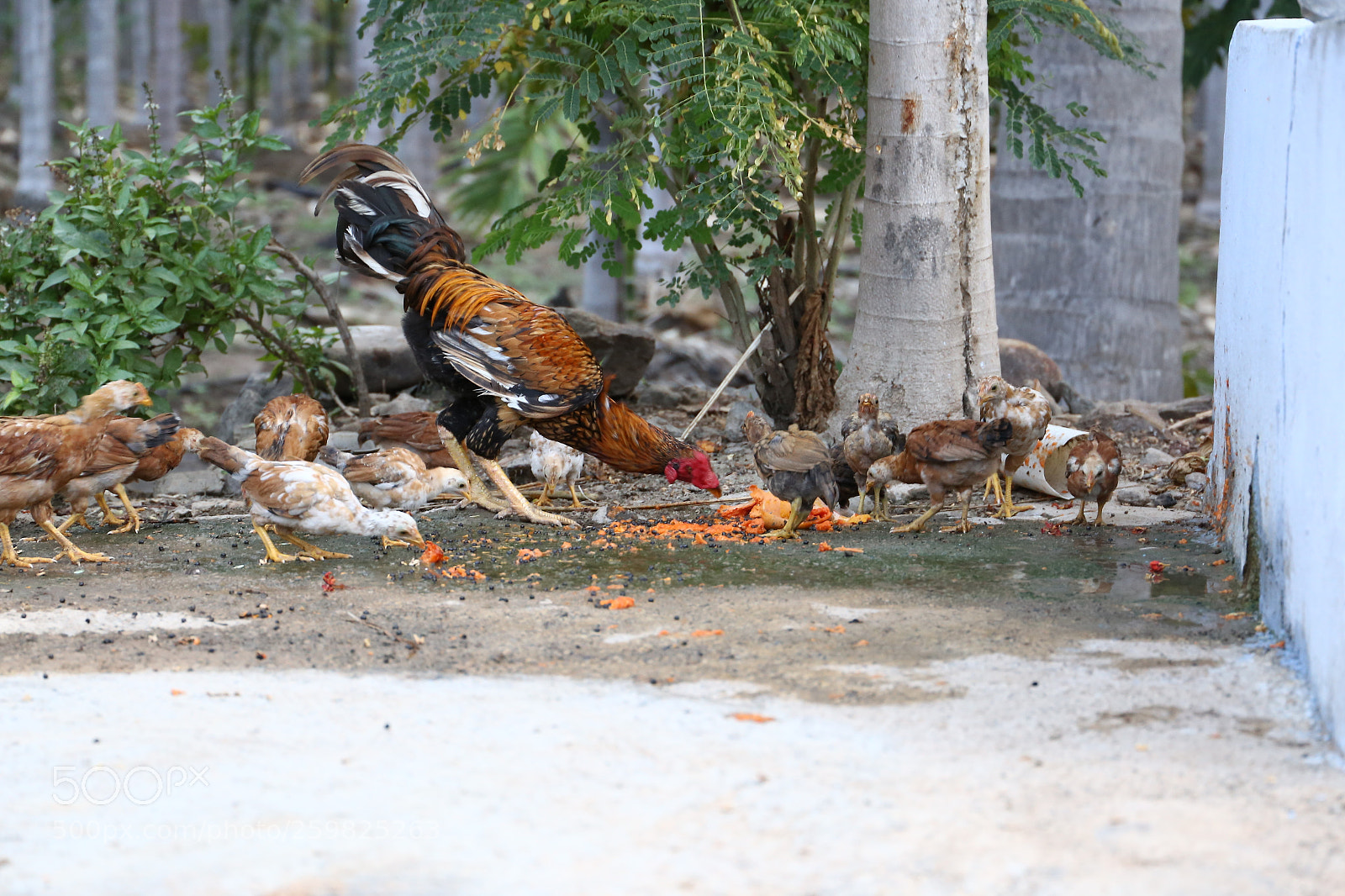 Canon EF 24-105mm F3.5-5.6 IS STM sample photo. Cock and chicks photography