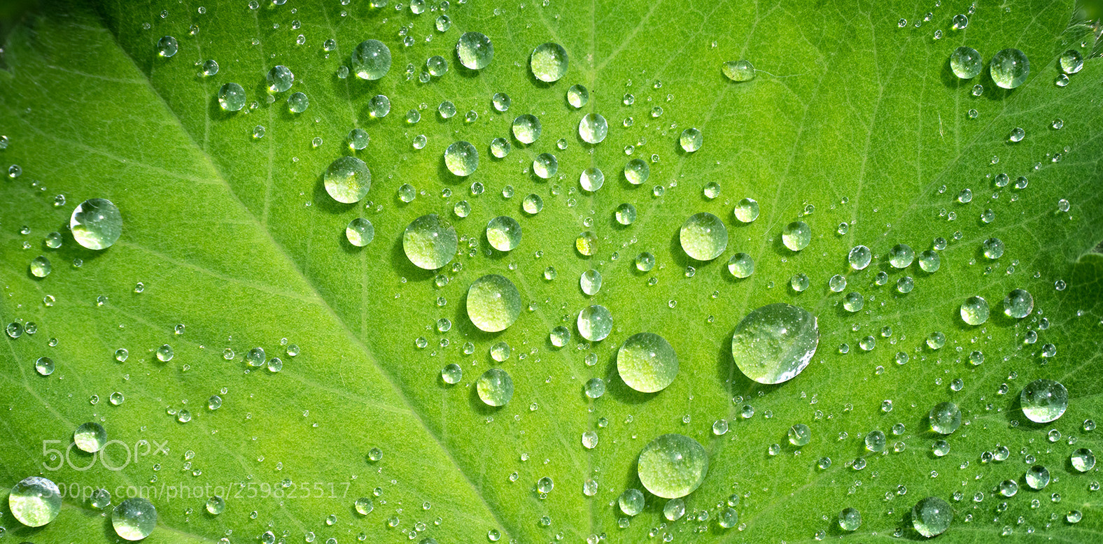 Olympus OM-D E-M1 Mark II sample photo. Water beads i photography