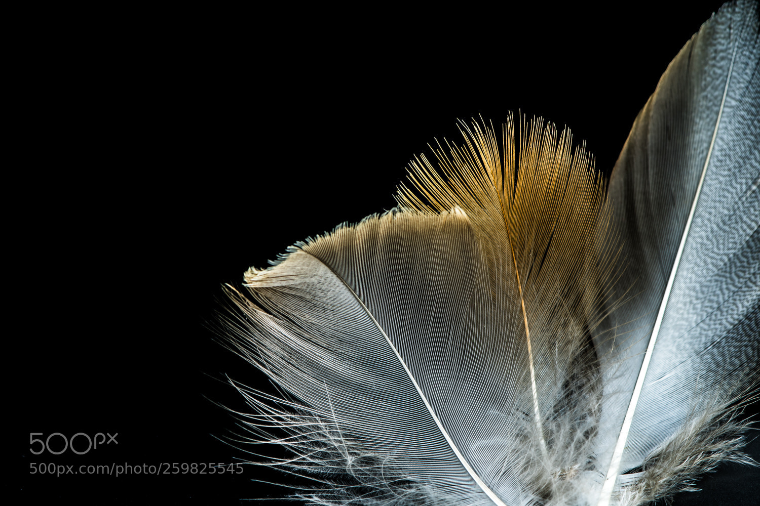 Nikon D7500 sample photo. Feather-light 1 photography